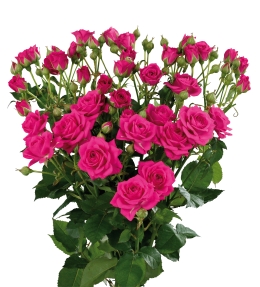 Yunita - Rose Varieties | VARDI | ვარდი                                                                                                                