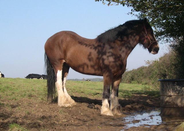 Shire - horse Breeds | ცხენის ჯიშები| cxenis jishebi