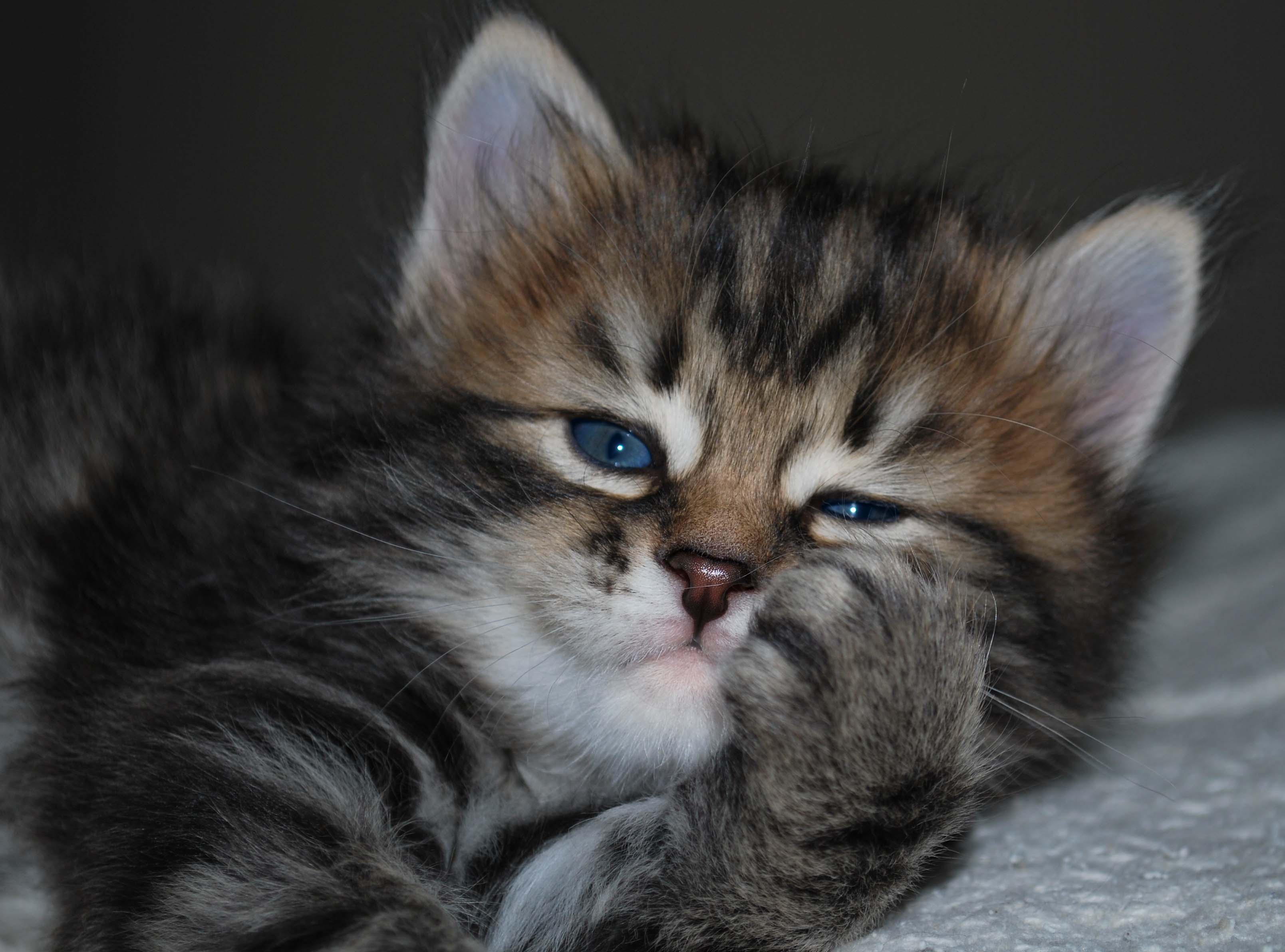Siberian 1 - cat Breeds | კატის ჯიშები | katis jishebi