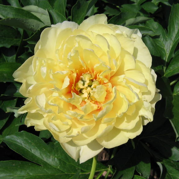 Canary Brilliants -                                                                                                                 Peonies species| PIONI | პიონი