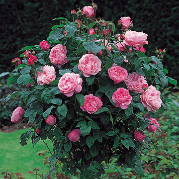 Mary Rose, Standard - Rose Varieties | VARDI | ვარდი                                                                                                                