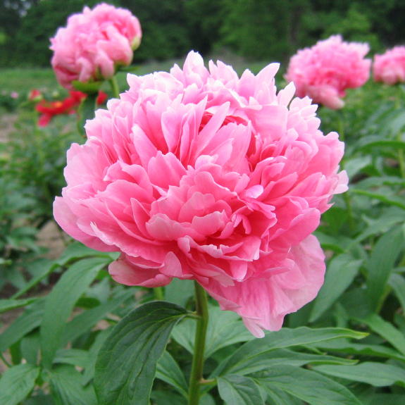 Bess Bockstoce -                                                                                                                 Peonies species| PIONI | პიონი