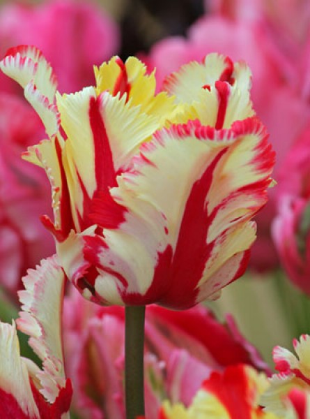 Flaming Parrot -                                                         Species Tulip| TITA | ტიტა                                                        