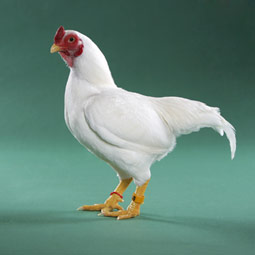 Cornish 3 - chicken Breeds | ქათმის ჯიშები | qatmis jishebi