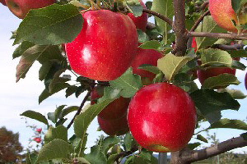 Jonagold De Coster - Apple Varieties