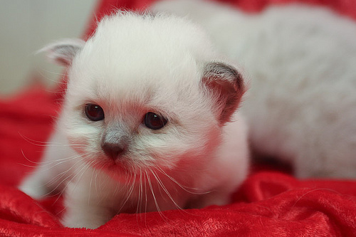 Birman 1 - cat Breeds | კატის ჯიშები | katis jishebi