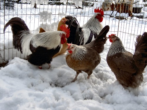 Dorking 2 - chicken Breeds | ქათმის ჯიშები | qatmis jishebi