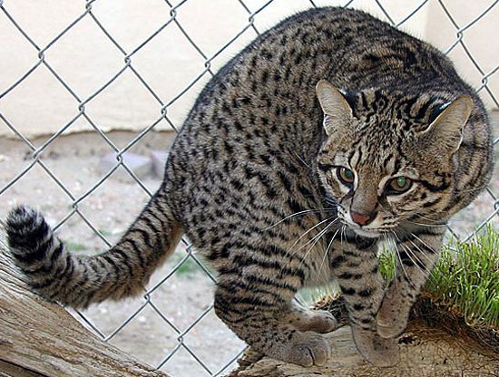 Geoffroy's Cat - wild cats - lynx | ფოცხვერი | focxveri