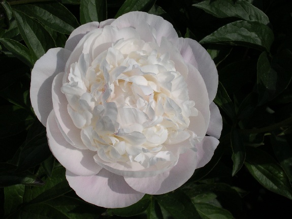 Corinne Wersan -                                                                                                                 Peonies species| PIONI | პიონი