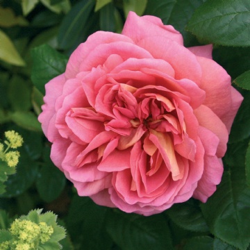 The Endeavour - Rose Varieties | VARDI | ვარდი                                                                                                                