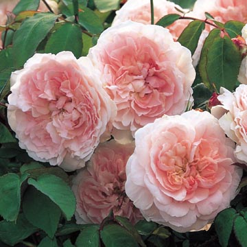 Miss Alice - Rose Varieties | VARDI | ვარდი                                                                                                                