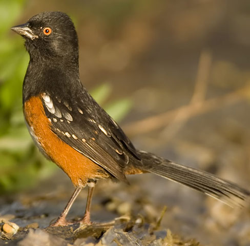 Spotted Towhee - Bird Species | Frinvelis jishebi | ფრინველის ჯიშები