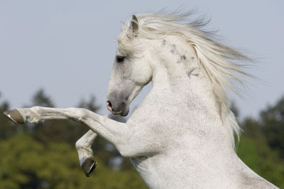 Alter-Real 2 - horse Breeds | ცხენის ჯიშები| cxenis jishebi