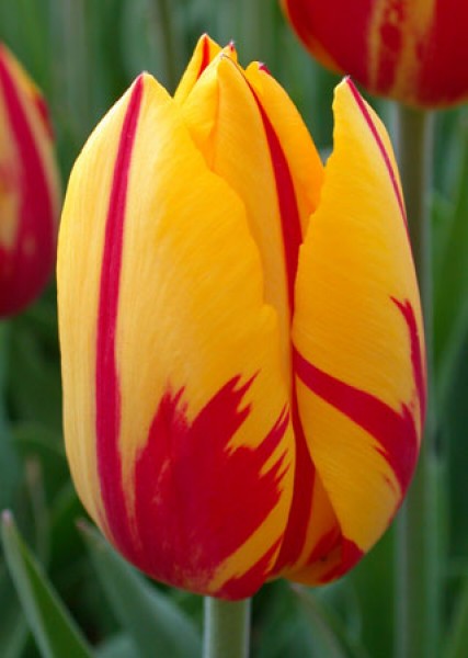 Mickey Mouse, -                                                         Species Tulip| TITA | ტიტა                                                        