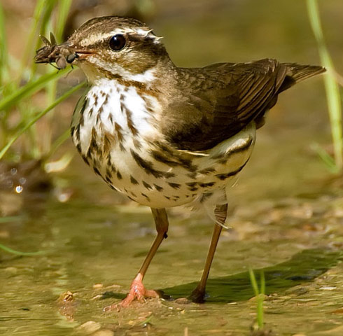 Louisiana Waterthrush - Bird Species | Frinvelis jishebi | ფრინველის ჯიშები
