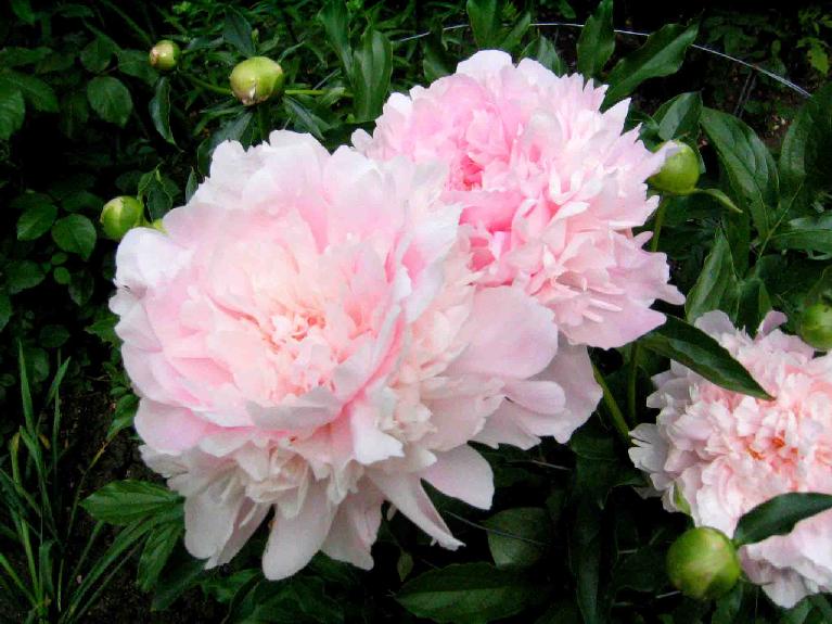 Dinner Plate -                                                                                                                 Peonies species| PIONI | პიონი