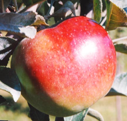 Enterprise - Apple Varieties