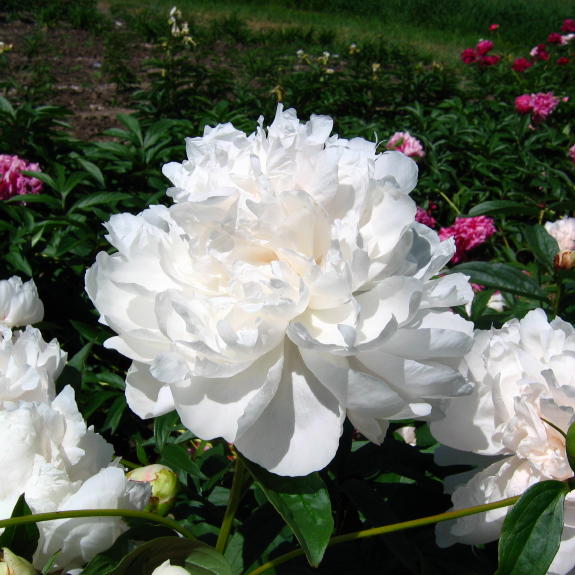 Casablanca -                                                                                                                 Peonies species| PIONI | პიონი