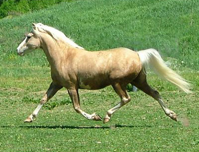 American Sport Pony - horse Breeds | ცხენის ჯიშები| cxenis jishebi