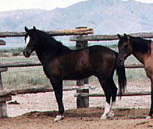 Cerbat 1 - horse Breeds | ცხენის ჯიშები| cxenis jishebi