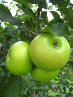 Summer Rambo - Apple Varieties