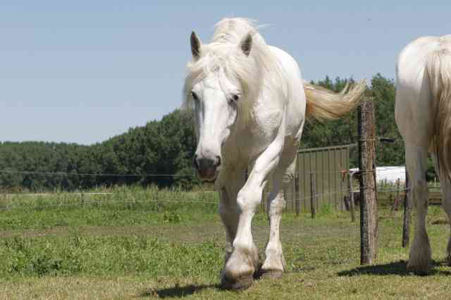 Boulonnais 2 - horse Breeds | ცხენის ჯიშები| cxenis jishebi