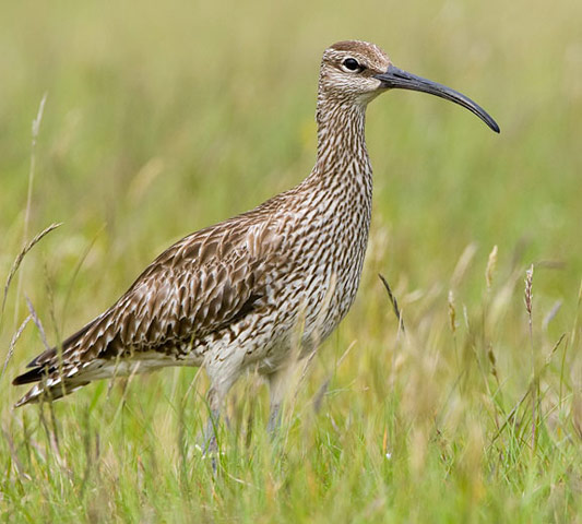 Whimbrel - Bird Species | Frinvelis jishebi | ფრინველის ჯიშები