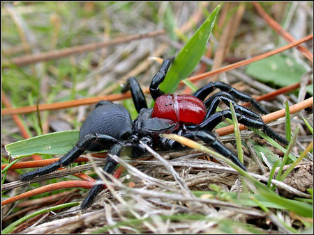 Mouse Spider - Spider species | OBOBAS JISHEBI | ობობას ჯიშები