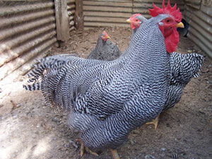 Plymouth Rock 2 - chicken Breeds | ქათმის ჯიშები | qatmis jishebi