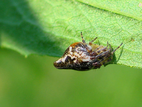 Trashline Spider - Spider species | OBOBAS JISHEBI | ობობას ჯიშები