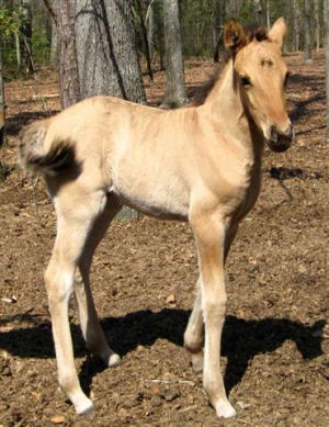 Carolina Marsh Tacky - horse Breeds | ცხენის ჯიშები| cxenis jishebi