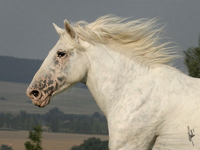 Altai 1 - horse Breeds | ცხენის ჯიშები| cxenis jishebi
