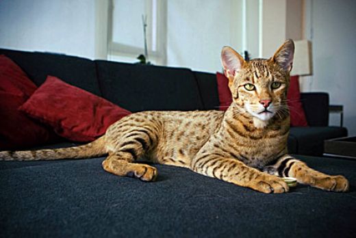 Ashera 1 - cat Breeds | კატის ჯიშები | katis jishebi