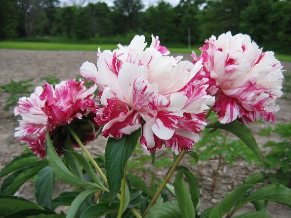 Candy Stripe -                                                                                                                 Peonies species| PIONI | პიონი