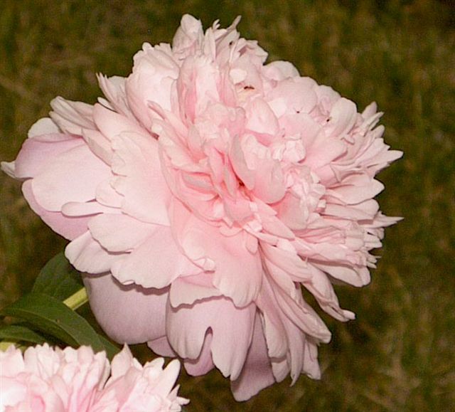 Dresden Pink  -                                                                                                                 Peonies species| PIONI | პიონი