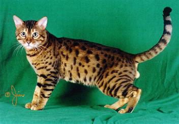 Bristol Cats 2 - cat Breeds | კატის ჯიშები | katis jishebi