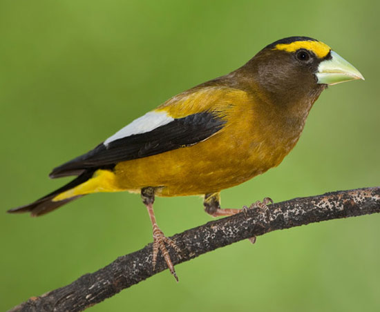 Evening Grosbeak - Bird Species | Frinvelis jishebi | ფრინველის ჯიშები