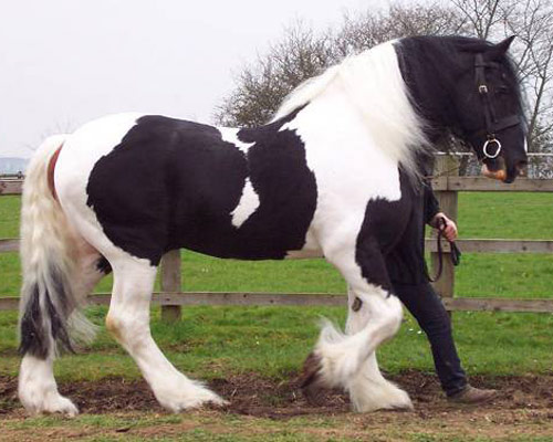 American Drum Horse - horse Breeds | ცხენის ჯიშები| cxenis jishebi