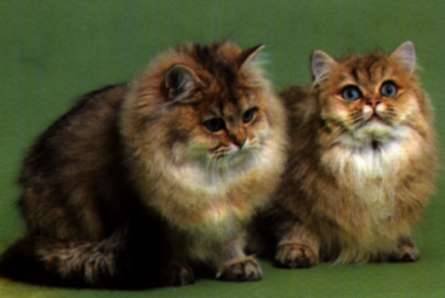 Cymric2 - cat Breeds | კატის ჯიშები | katis jishebi
