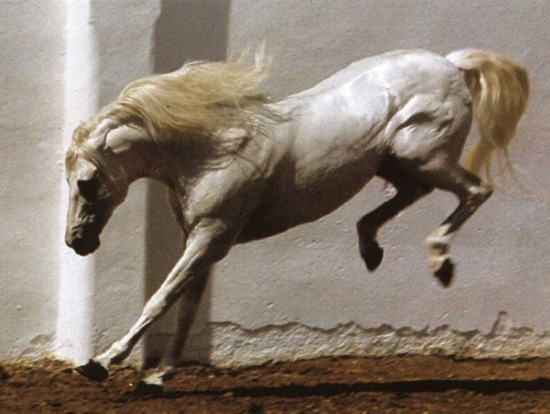 Lipizzaner 1 - horse Breeds | ცხენის ჯიშები| cxenis jishebi