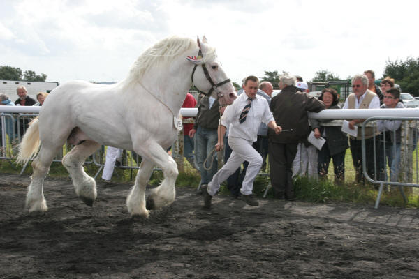 Boulonnais 3 - horse Breeds | ცხენის ჯიშები| cxenis jishebi