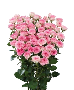 Creamy Twister - Rose Varieties | VARDI | ვარდი                                                                                                                