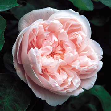Kathryn Morley Climbing - Rose Varieties | VARDI | ვარდი                                                                                                                