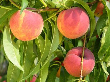 Ernies Choice - Peach Varieties