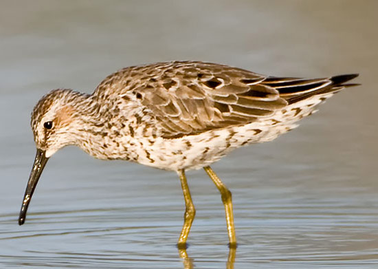 Stilt Sandpiper - Bird Species | Frinvelis jishebi | ფრინველის ჯიშები