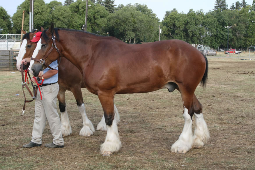 Clydesdale 1 - horse Breeds | ცხენის ჯიშები| cxenis jishebi