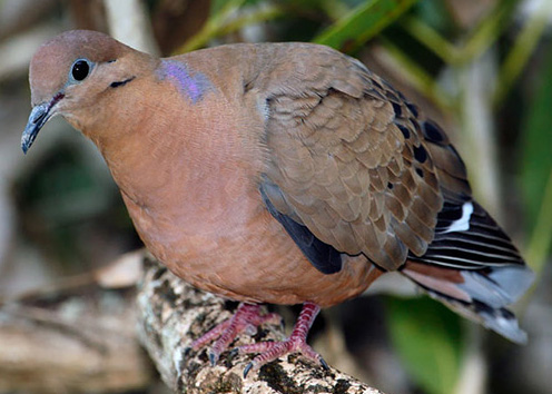 Zenaida Dove - Bird Species | Frinvelis jishebi | ფრინველის ჯიშები