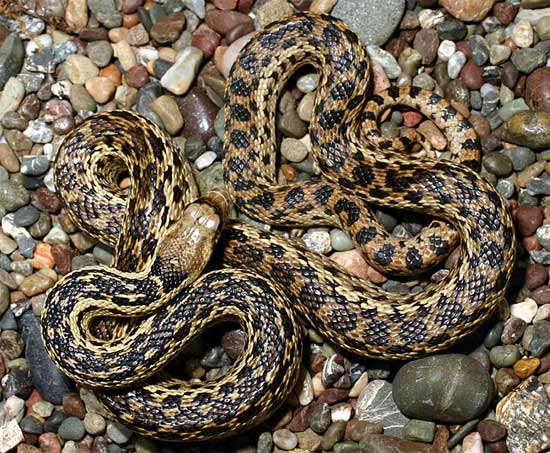 Pituophis catenifer pumilis - Santa Cruz Island Gopher Snake - snake species | gveli | გველი
