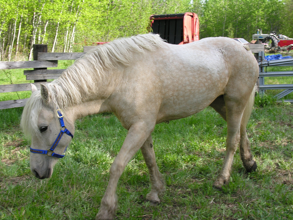Bashkir Curly - horse Breeds | ცხენის ჯიშები| cxenis jishebi