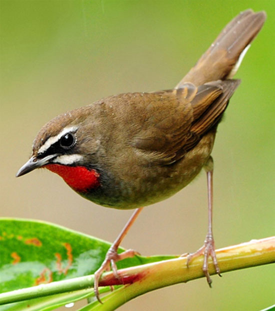 Siberian Rubythroat - Bird Species | Frinvelis jishebi | ფრინველის ჯიშები